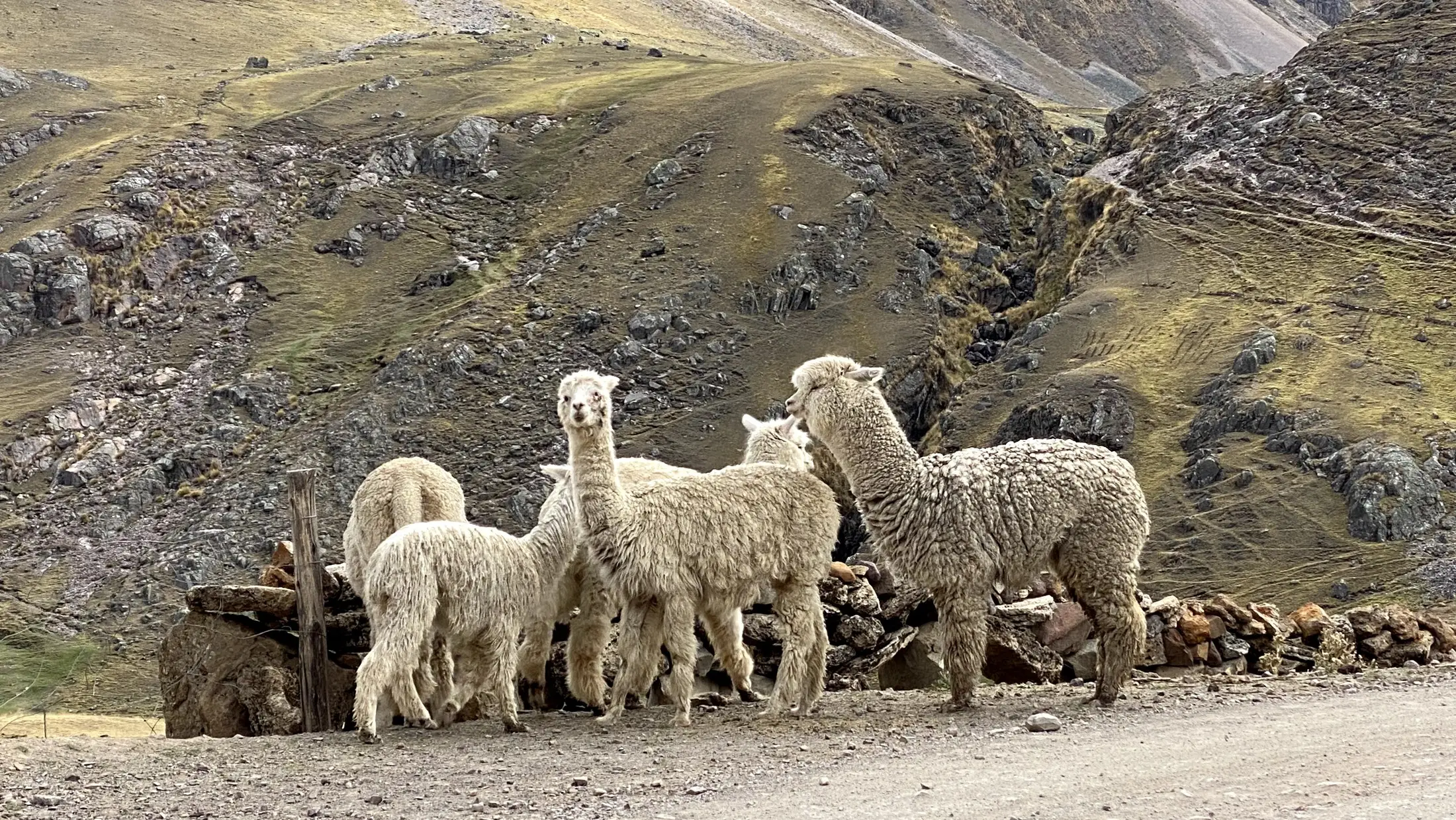 Alpacas blancas junto a un muro de piedra, en un camino de tierra entre cerros.