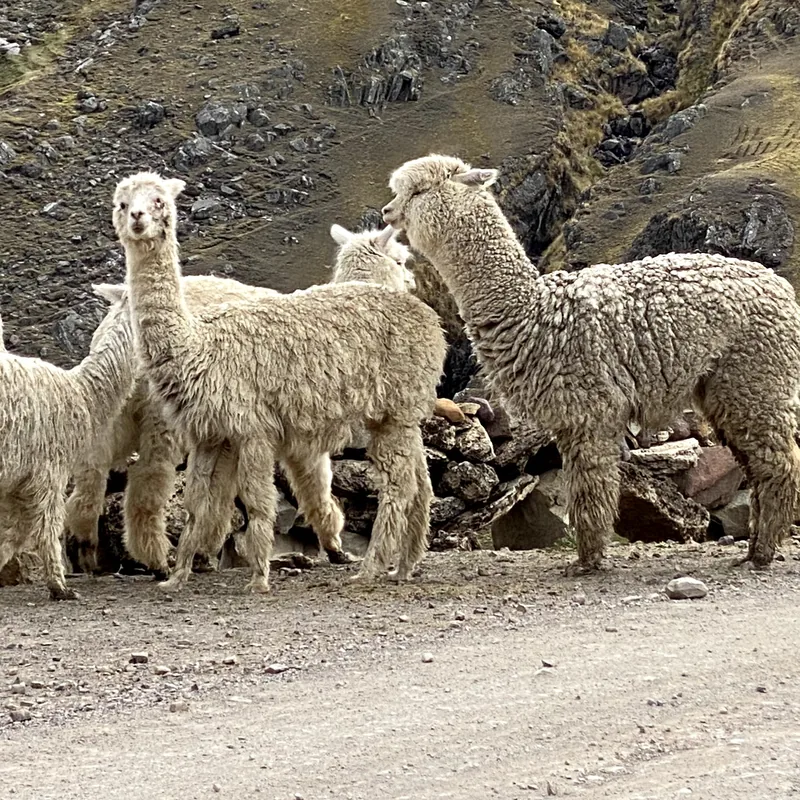 Alpacas de vellón crema junto a un muro bajo de piedra, al borde de un camino de tierra.